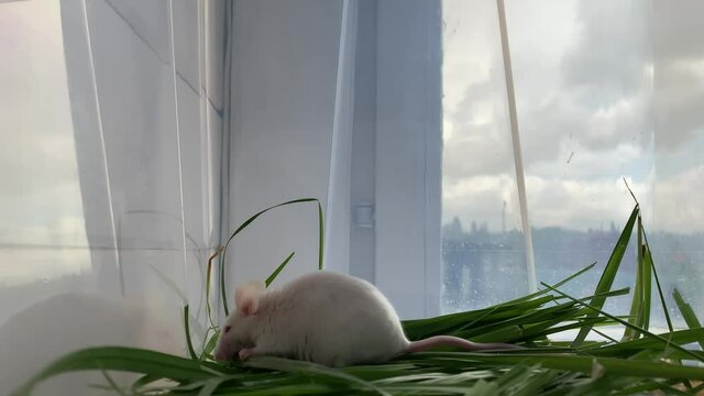White cute albino laboratory mouse sitting in green grass and eating it. Cute little rodent close up, pet animal concept.