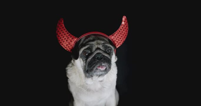 Devil dog. Cute pug dog with devil hat. Wearing devil horns. Carnival evil costume, halloween suit. Black background. Funny halloween concept
