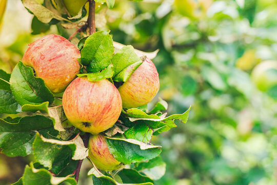 Bunch of Ripe juicy apple hanging on tree branches in fruit garden. summer autumn nature background. yellow green apple for harvest in orchard isolated. Water drops on apple. Fall harvesting