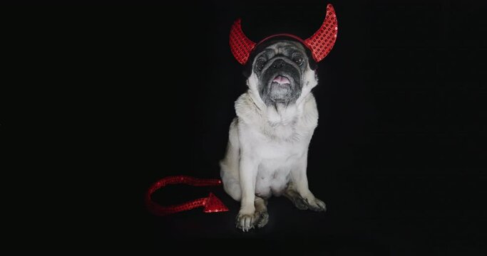 Devil dog. Cute pug dog with devil hat. Wearing devil horns. Carnival evil costume, halloween suit. Black background. Funny halloween concept