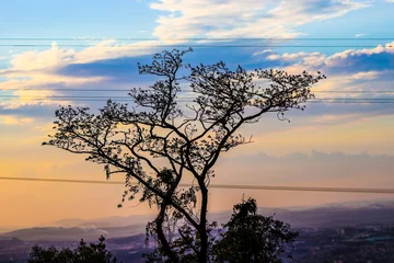 Papier peint photo  silhouette of tree in sunset  © Riva