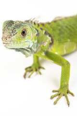 Young iguana