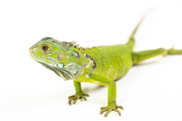 Young iguana