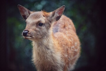Fototapeta premium jeleń w parku