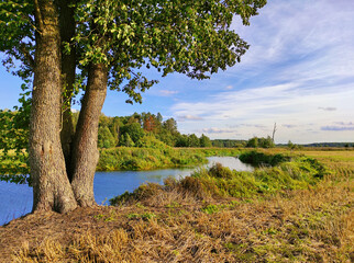 Fototapeta na wymiar Summer background with alder tree on riverbank.