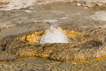 Aurum Geyser, Hydrothermal feature at Yellowstone National Park