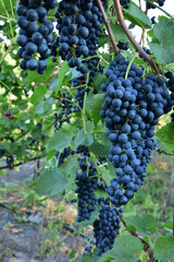 Clusters of ripe deep blue grape on the vine