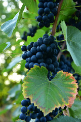 Clusters of ripe deep blue grape on the vine