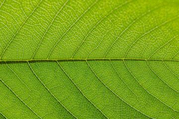 Naklejka na ściany i meble Green leaf as natural background