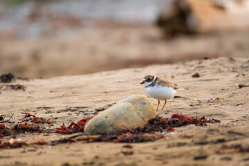 Semipalmated Plover on sand beach searching for food