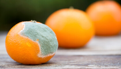 Moldy and fresh orange mandarin tangerine fruits. Food banner.