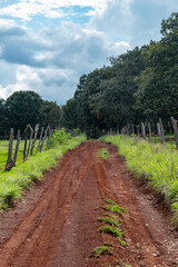 Fototapeta premium Camino del bosque