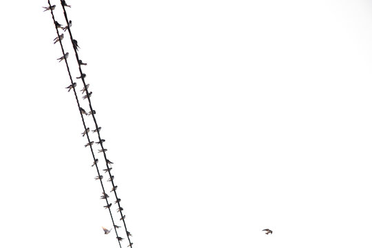 Golondrinas sobre un cable de alta tensi&oacute;n.