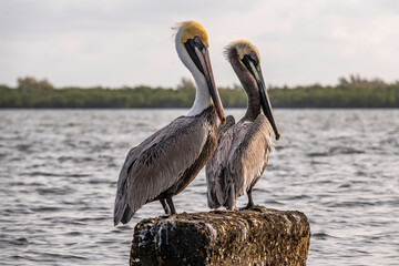 Pelicans Starring