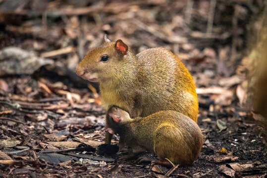 Beautiful view to Agouti rodent and puppy breastfeeding on rainforest