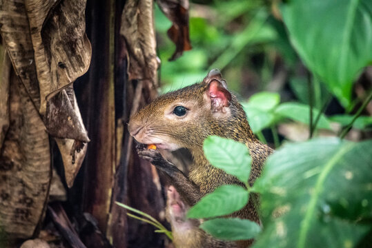 Beautiful view to Agouti rodent feeding on rainforest ground