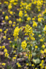 Flores amarillas con abeja