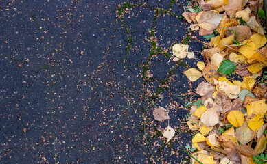 Yellow autumn leaves on the asphalt close-up top view. Copy space. Autumn background. Fall concept