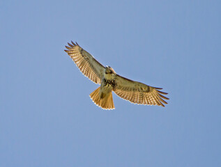 Soaring Red-Tailed Hawk in Morning Light