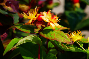 Hypericum Magical Grace