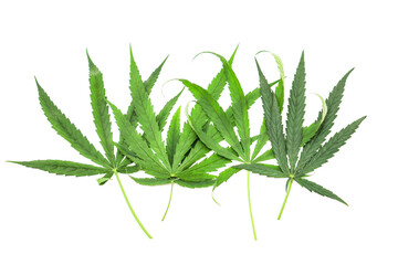 Herb leaf