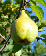 Pear on a tree branch in the garden. Pear grade 