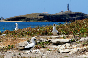 caravelas, bahia / brazil - september 13, 2008: passarop is seen in the archipelago of the Parque...