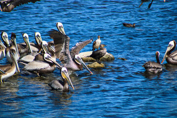 a large group of pelicans in flight and swimming in the deep blue ocean water in the lagoon at Malibu Lagoon in Malibu California