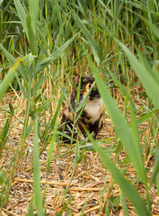 tricolor cat sitting in tall grass