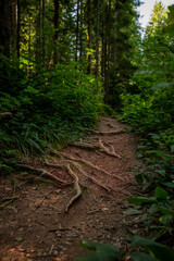 Obraz premium green forest nature landscape vertical photography dirt route for walking between summer foliage wilderness environment