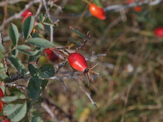 Hagebutte am Strauch aus der Nähe