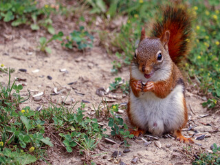 little red squirrel eating sunflower seeds