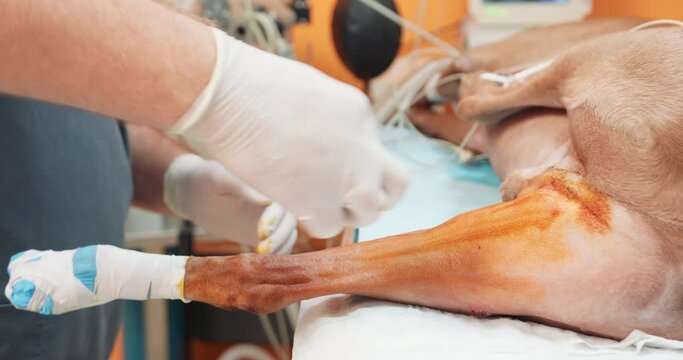 Closeup male veterianarian hands, in white gloves, smears the dog's hind leg with iodine. Anesthetized big red dog lyes on the operating table, and connected to device for artificial lung ventilation