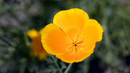 Fototapeta premium Yellow and Orange Poppies growing at the side of the road