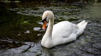 An adult swan swimming in a river © Anna Goodall