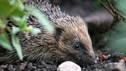 A Hedgehog foraging for food, under a bush