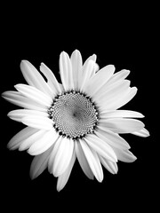 Fototapeta premium black and white - daisy isolated on black