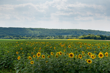 field of sunflowers in summer