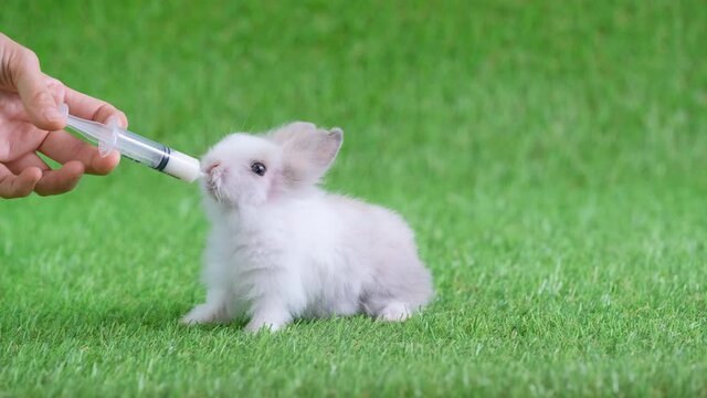 Little light white gray pattern rabbit drink milk from syringe hold by human hand and stay on green screen. Concept of good food for little baby animal.