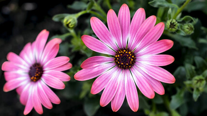 Obraz premium Osteospermum, also known as the Cape or African daisy