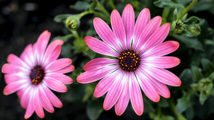 Osteospermum, also known as the Cape or African daisy