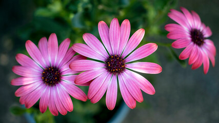 Osteospermum, also known as the Cape or African daisy