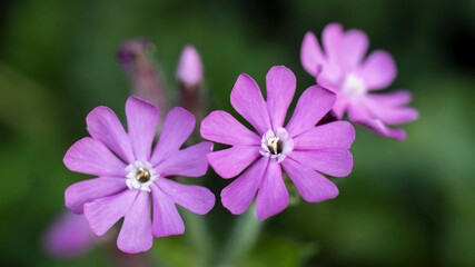 Fototapeta premium Red Campion, also known as Red Catchfly