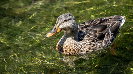 An adult Duck swimming in a river
