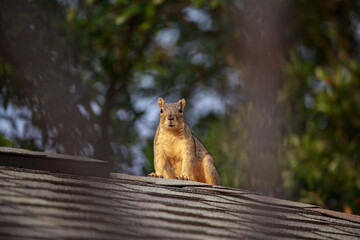 Red Squirrel on roof, they are cute, but can cause a lot of destruction from chewing through things.