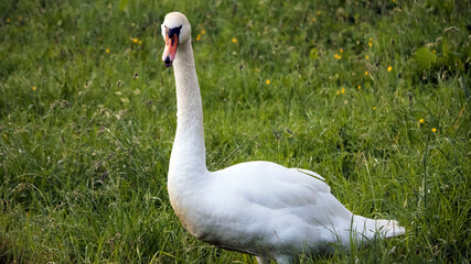 An adult swan walking through a meadow