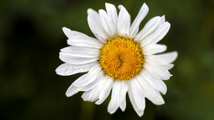 A large white flower blowing in the wind