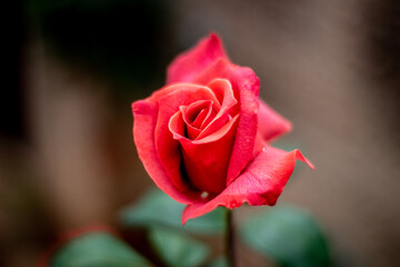 Red Rose