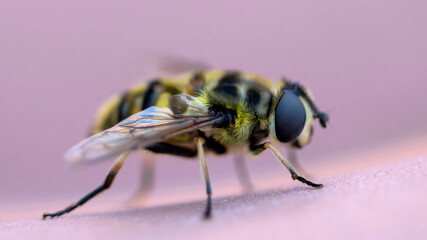 A macro shot of a Hoverfly
