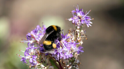 A Bumble Bee resting on a purple flower
